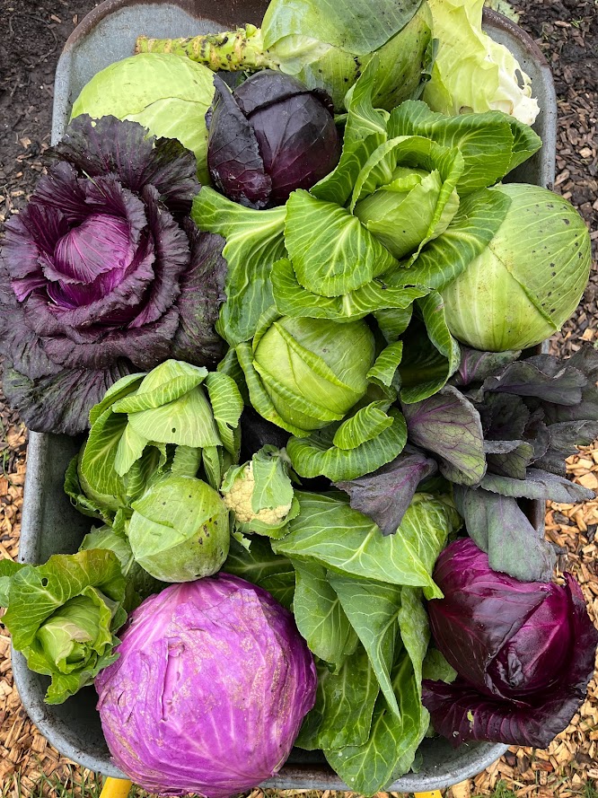 Trillebør fuld af farverige kålhoveder fra den gravefrie køkkenhave hos Egebjerggård Grønt